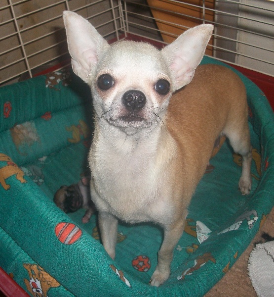 Les Chihuahua de l'affixe Des lianes de mysore