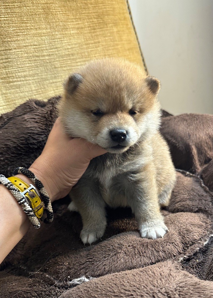 Des lianes de mysore - Chiot disponible  - Shiba