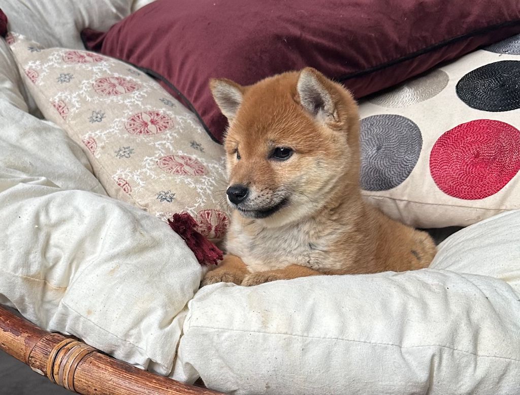 Des lianes de mysore - Chiot disponible  - Shiba