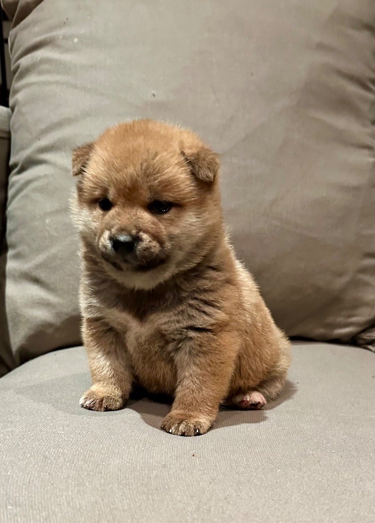 Des lianes de mysore - Chiot disponible  - Shiba