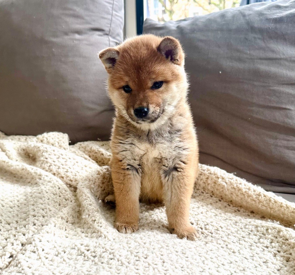 chiot Shiba Des lianes de mysore