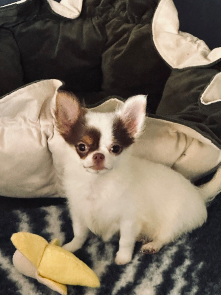 Des lianes de mysore - Chiot disponible  - Chihuahua