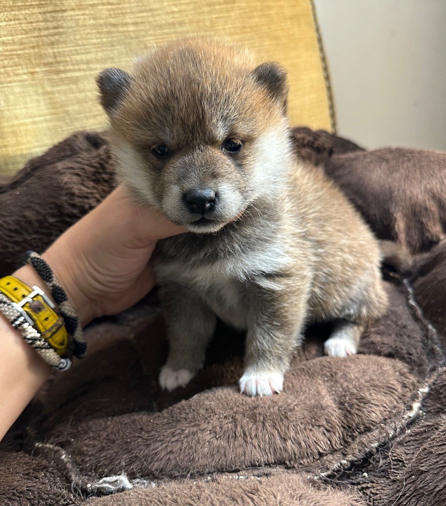 Des lianes de mysore - Chiot disponible  - Shiba