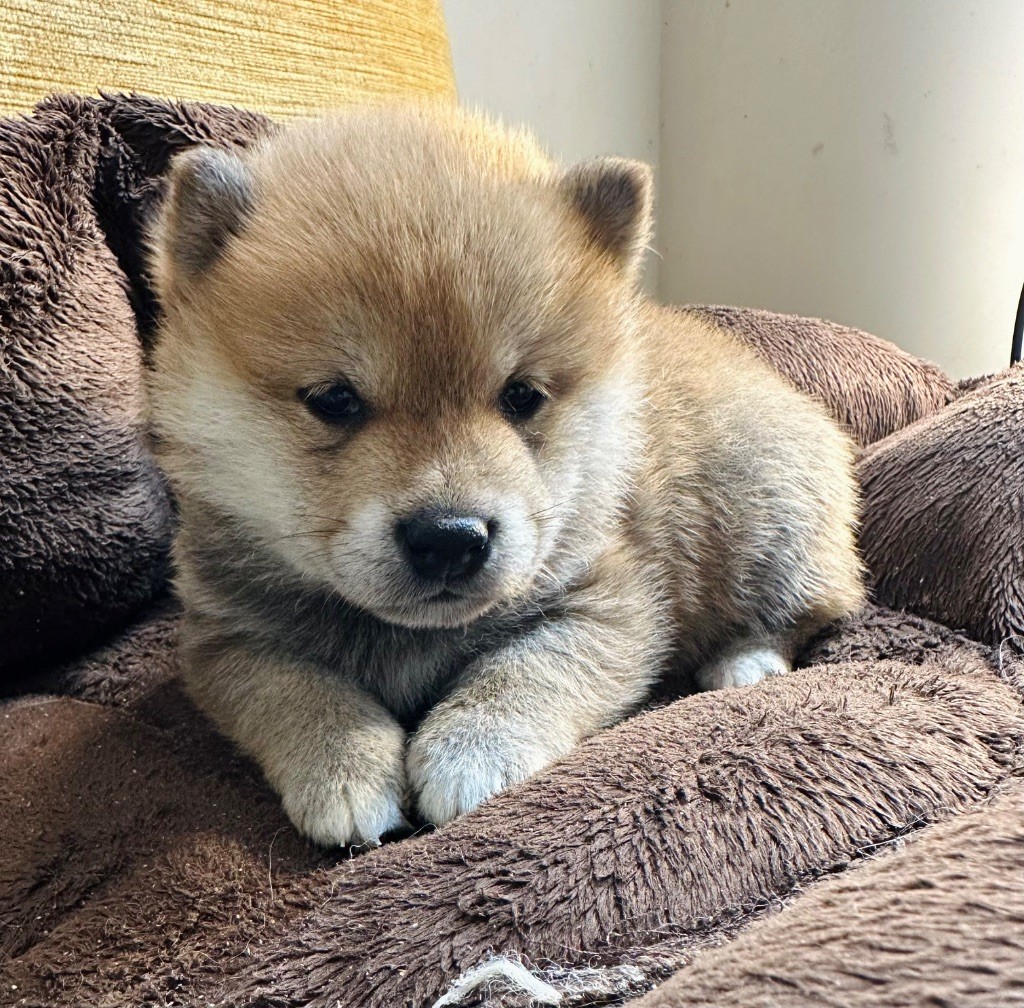 Des lianes de mysore - Chiot disponible  - Shiba