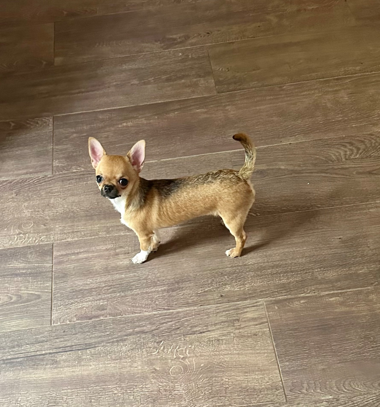 after the sunset Urban the jungle PC