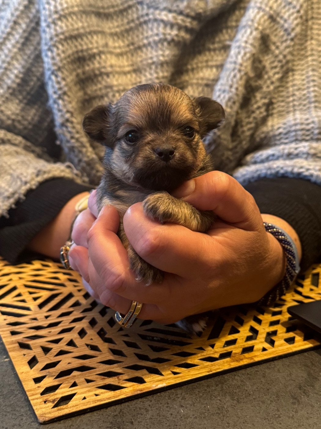 Des lianes de mysore - Nouvelle Naissance