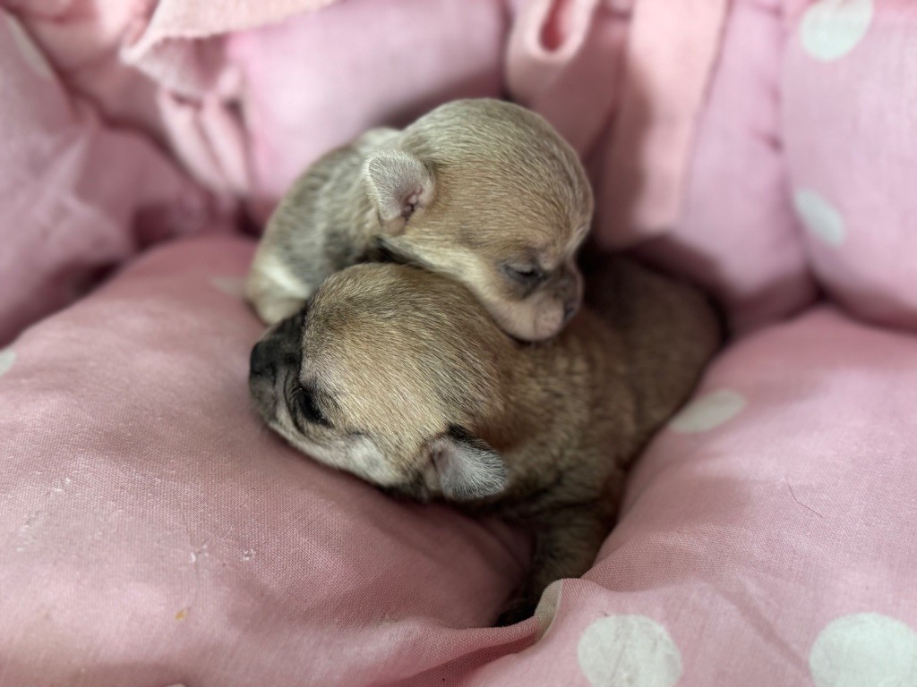 Nouvelle naissance