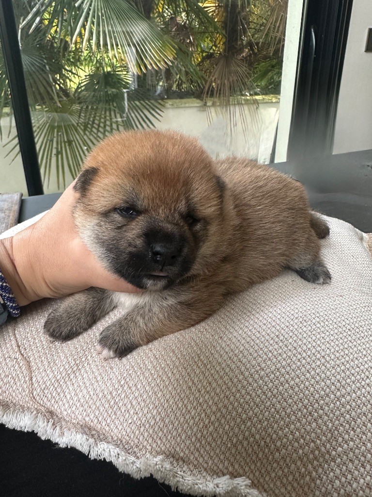 Nouvelle naissance