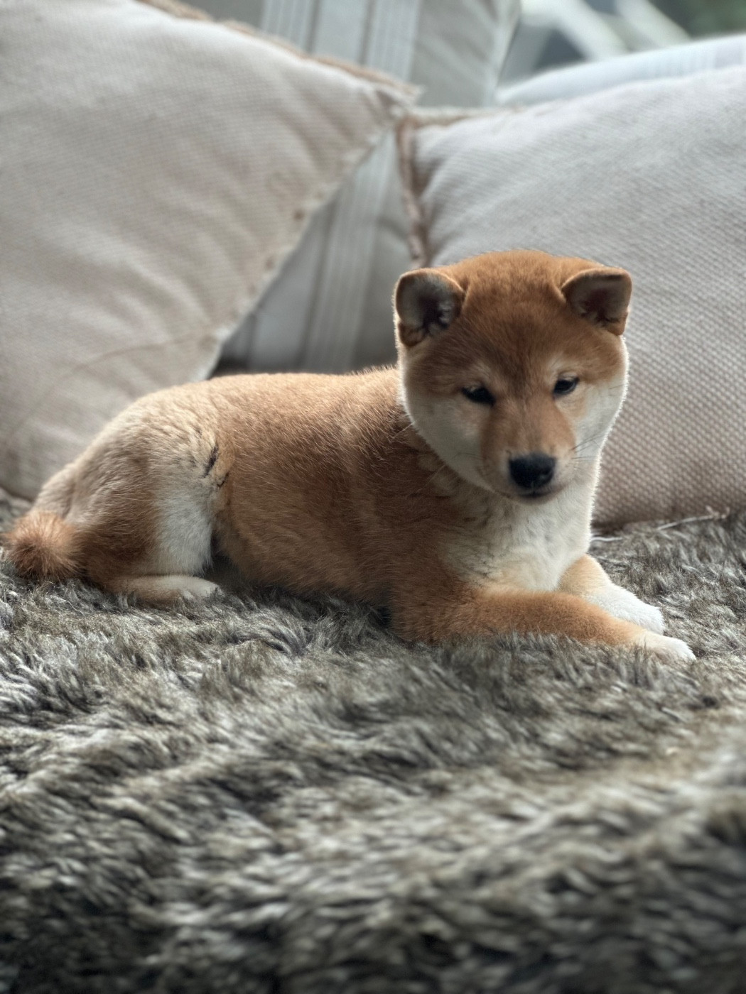 Des lianes de mysore - Chiots disponibles - Shiba