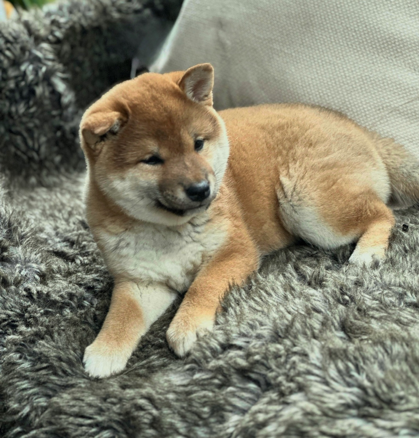 Chiot Shiba Des lianes de mysore