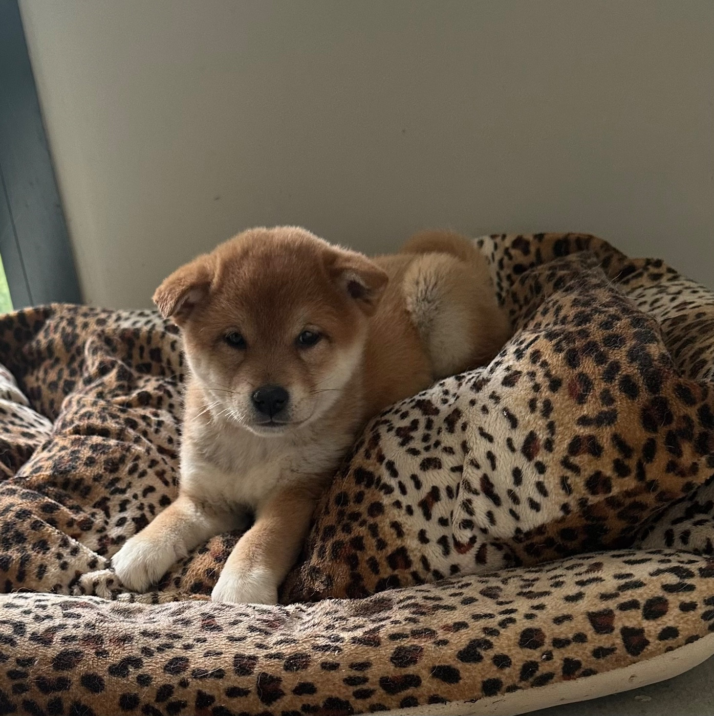 Chiot Shiba Des lianes de mysore