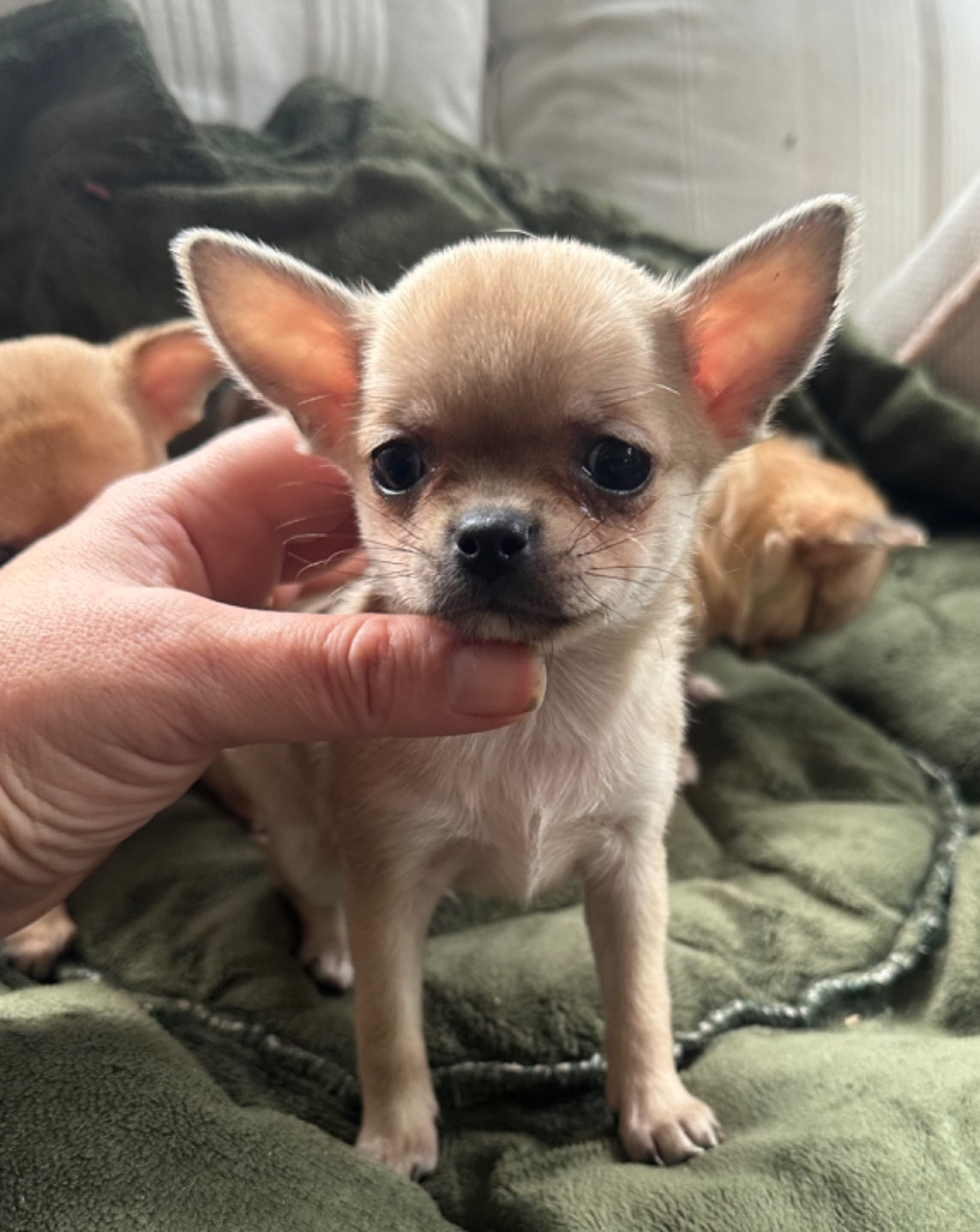 Des lianes de mysore - Chiots disponibles - Chihuahua