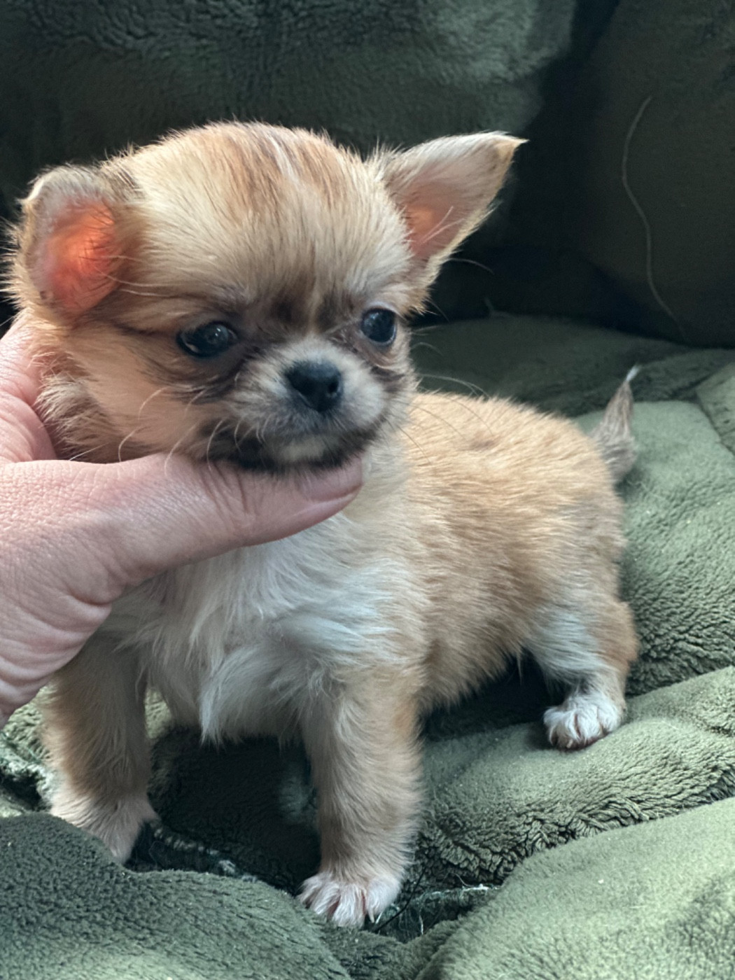 Des lianes de mysore - Chiots disponibles - Chihuahua