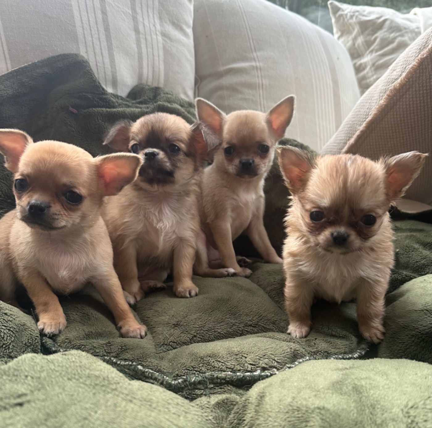 Chiot Chihuahua Des lianes de mysore