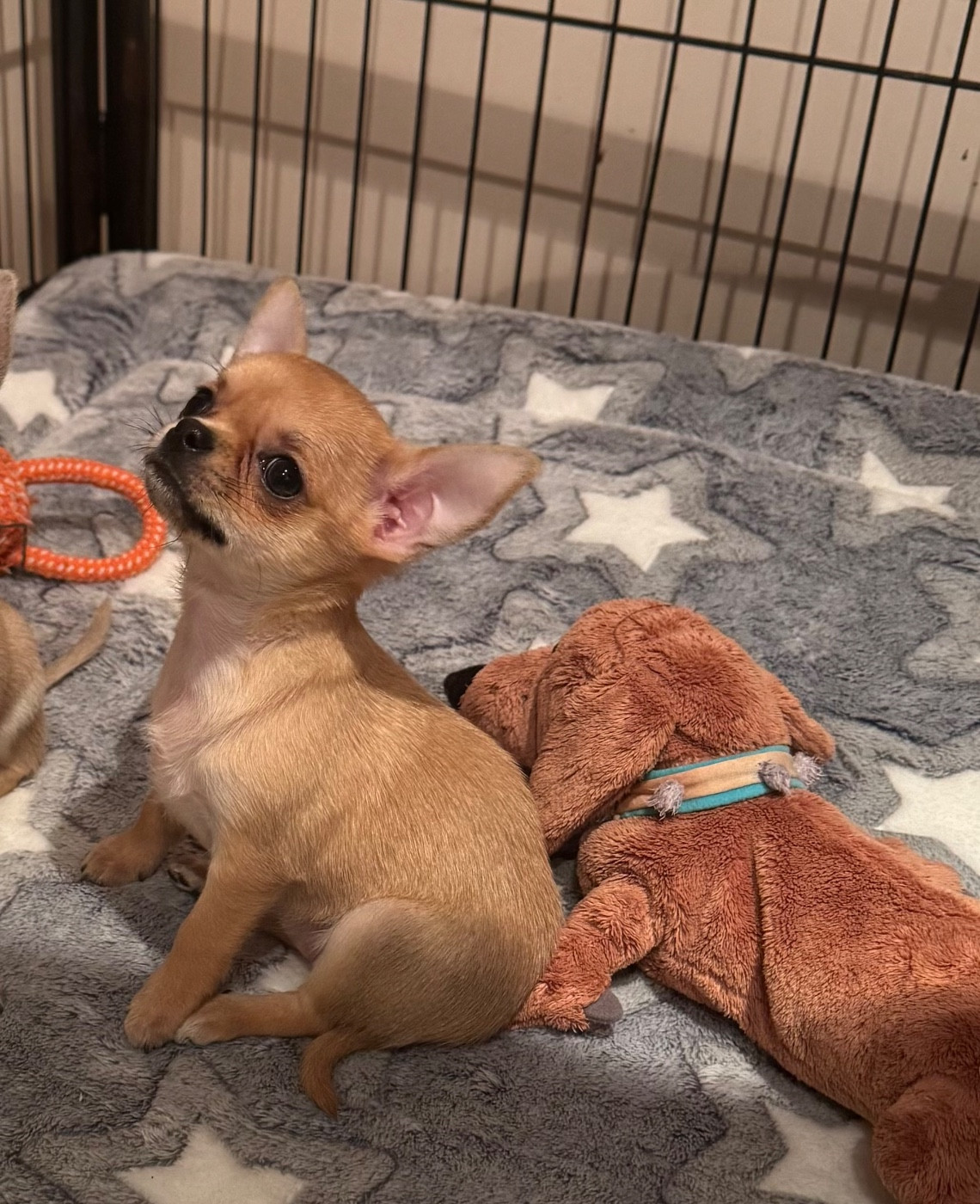 Des lianes de mysore - Chiots disponibles - Chihuahua