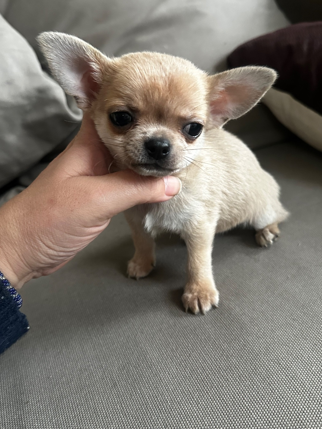 Des lianes de mysore - Chiots disponibles - Chihuahua