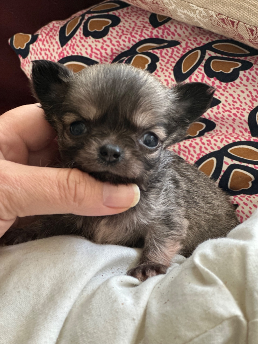 Des lianes de mysore - Chiots disponibles - Chihuahua