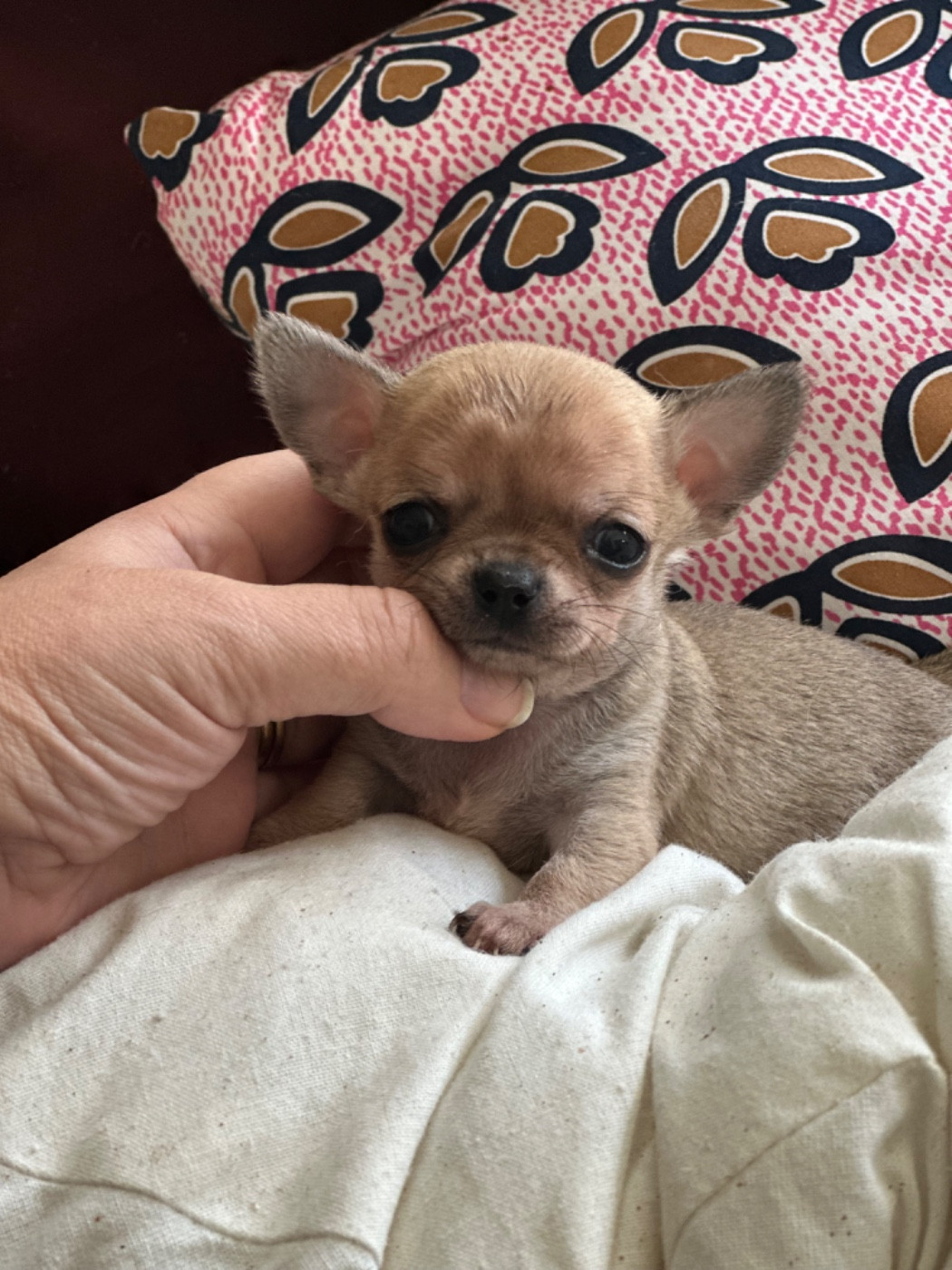 Des lianes de mysore - Chiots disponibles - Chihuahua