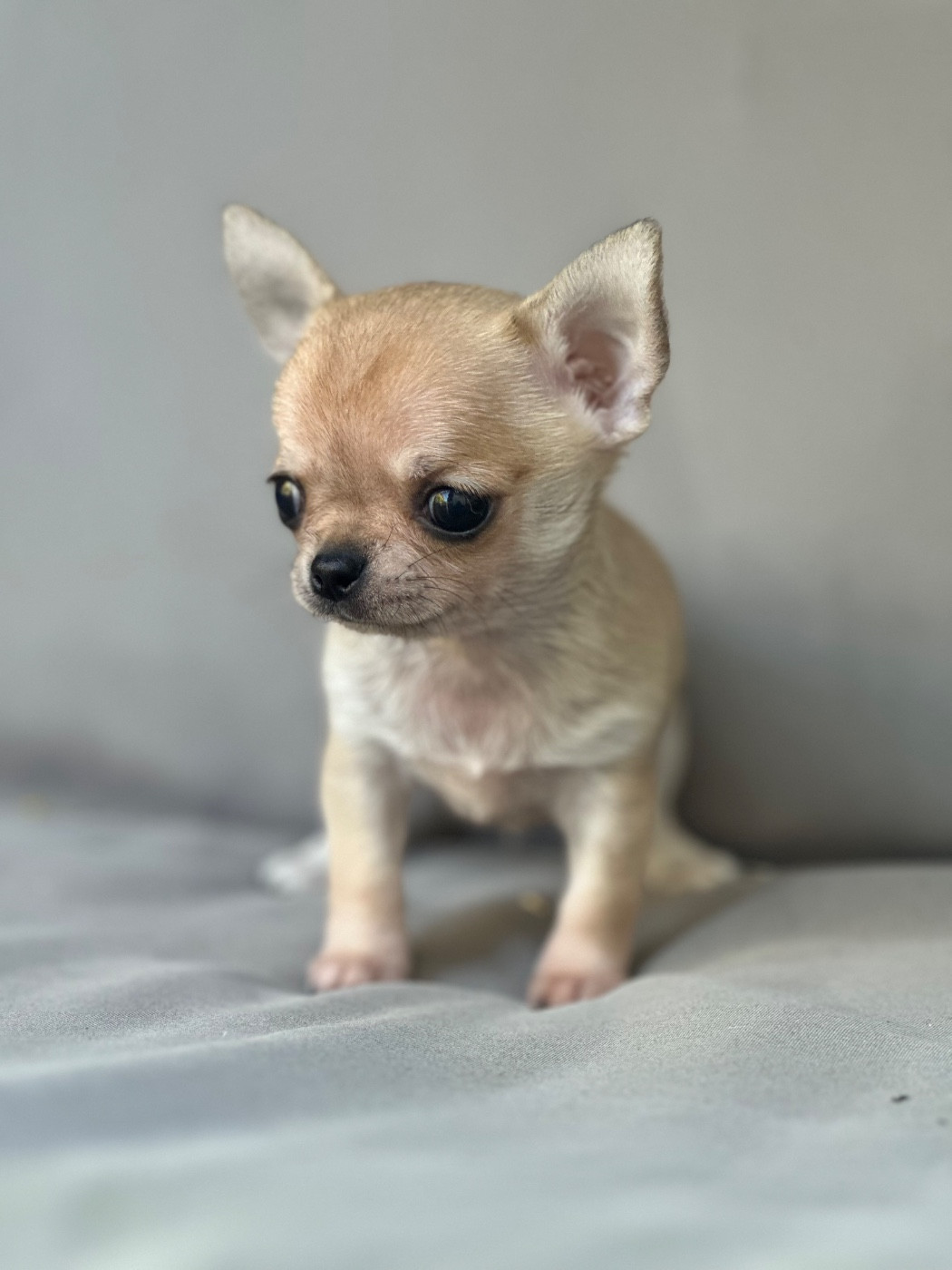 Des lianes de mysore - Chiots disponibles - Chihuahua