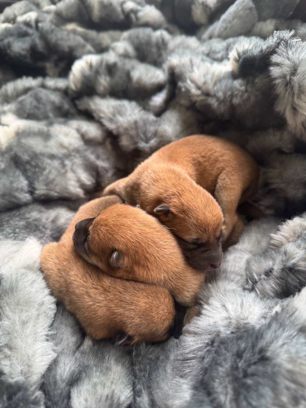 Des lianes de mysore - Chiots disponibles - Shiba