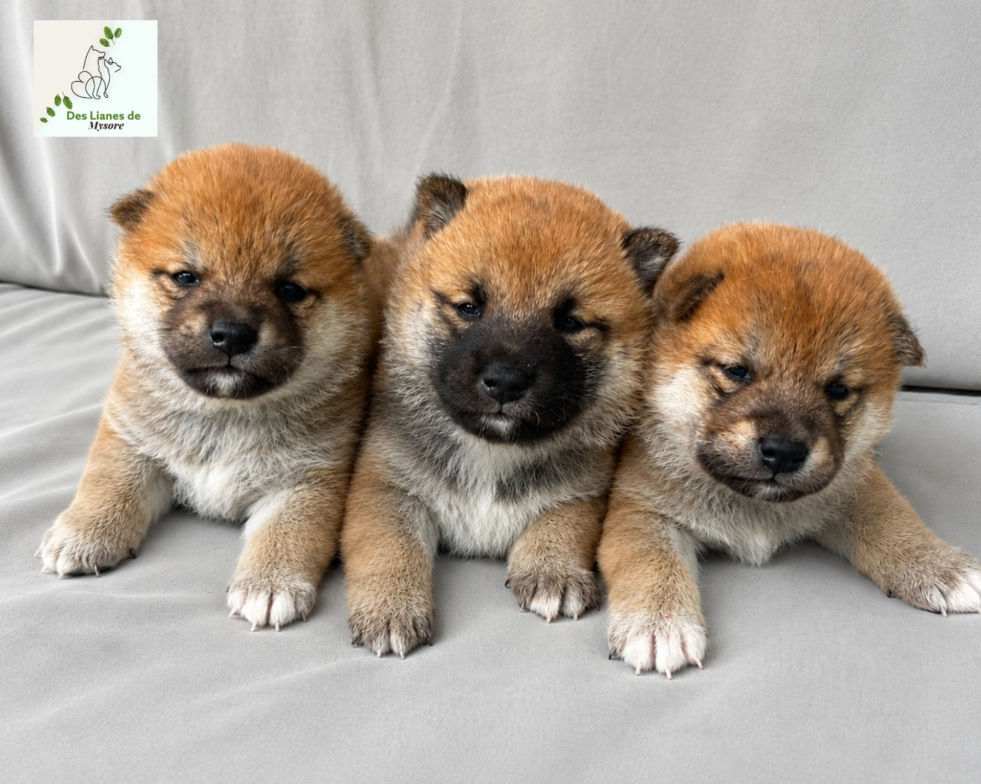 Chiot Shiba Des lianes de mysore