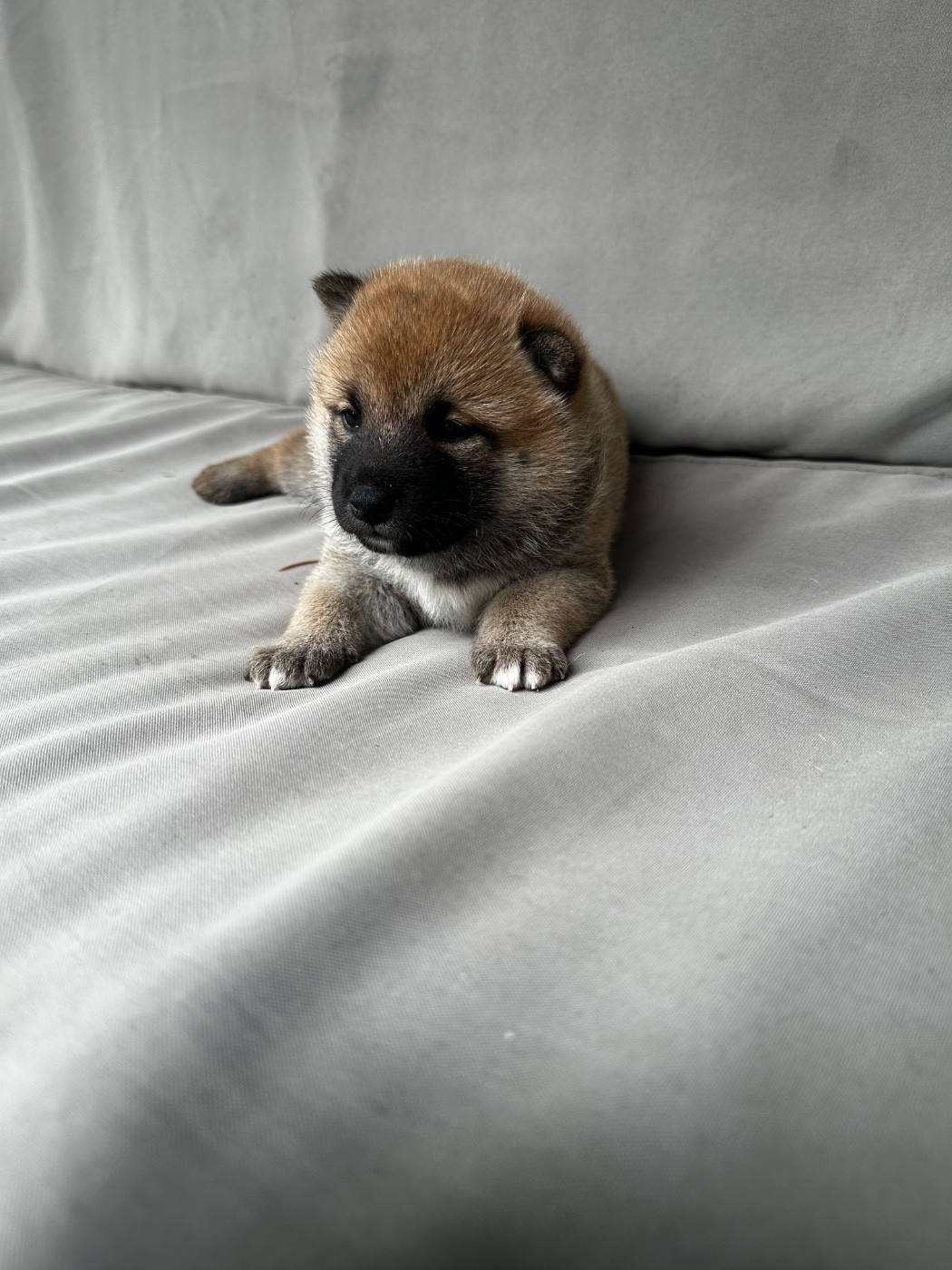 Des lianes de mysore - Chiots disponibles - Shiba