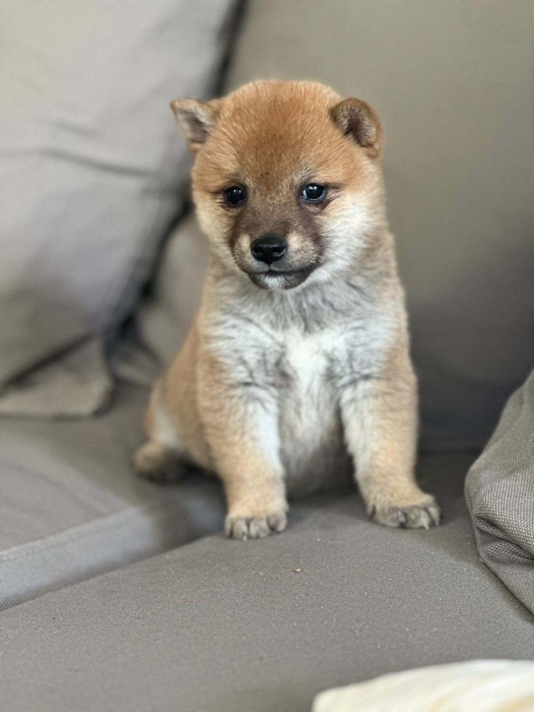 Des lianes de mysore - Chiots disponibles - Shiba