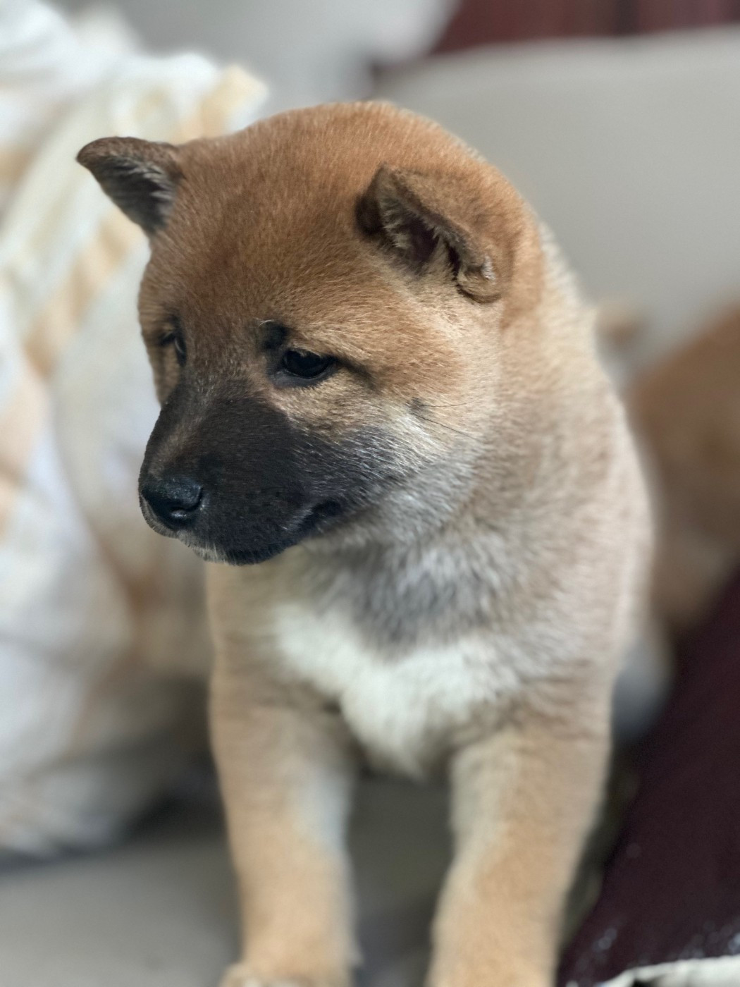 Des lianes de mysore - Chiots disponibles - Shiba