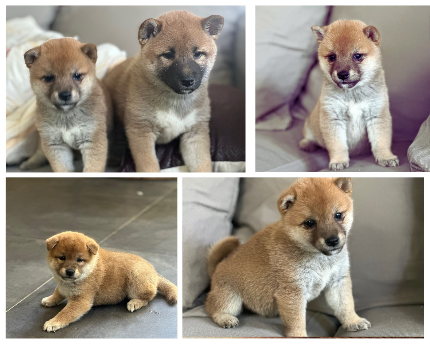 Chiot Shiba Des lianes de mysore