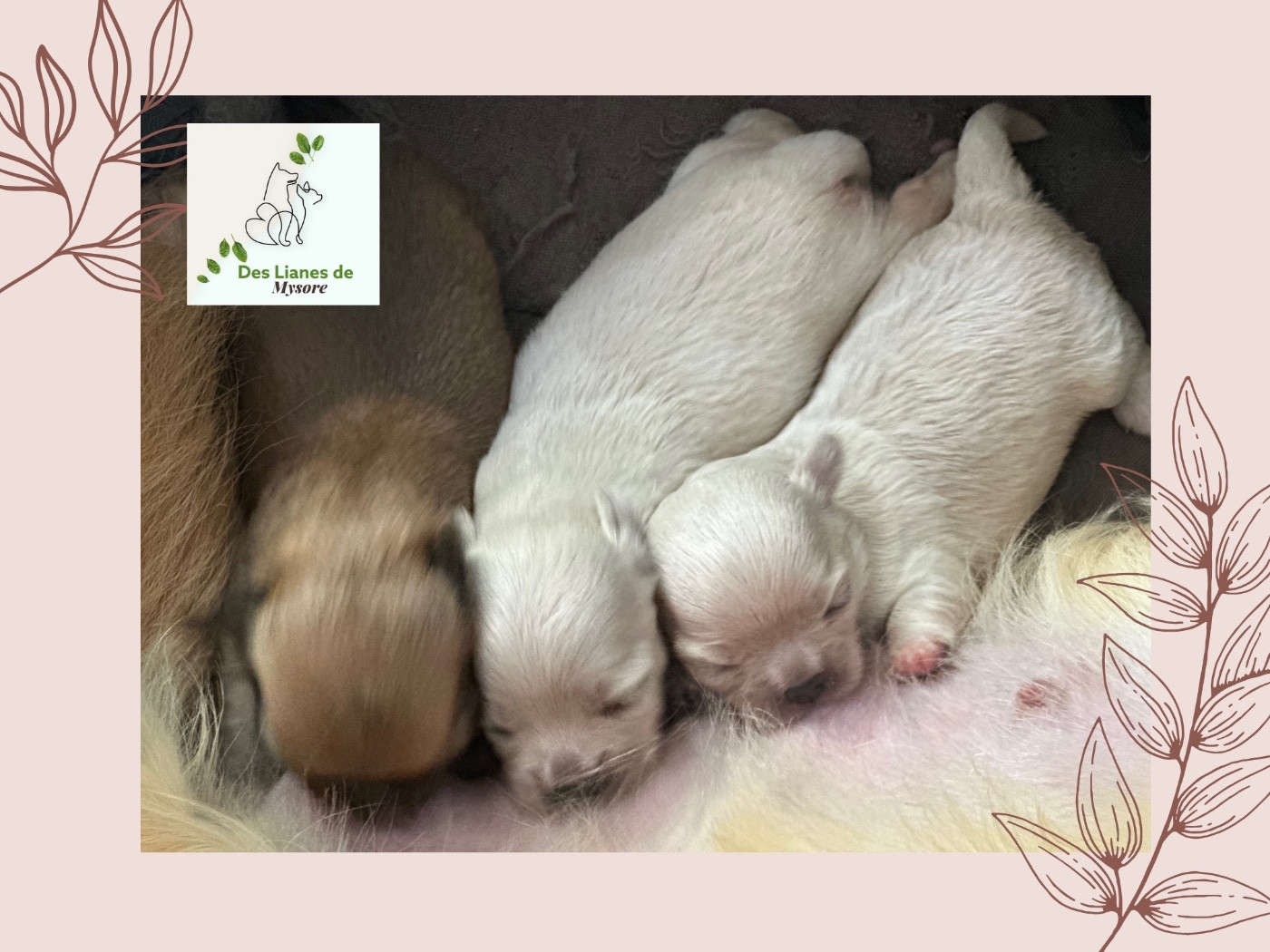 Chiot Chihuahua Des lianes de mysore