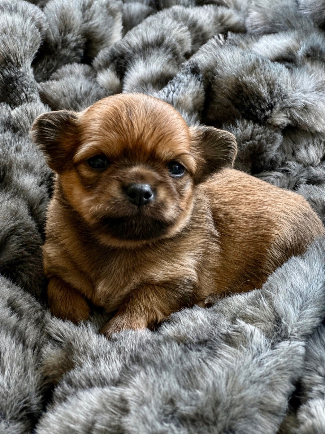 Des lianes de mysore - Chiots disponibles - Chihuahua