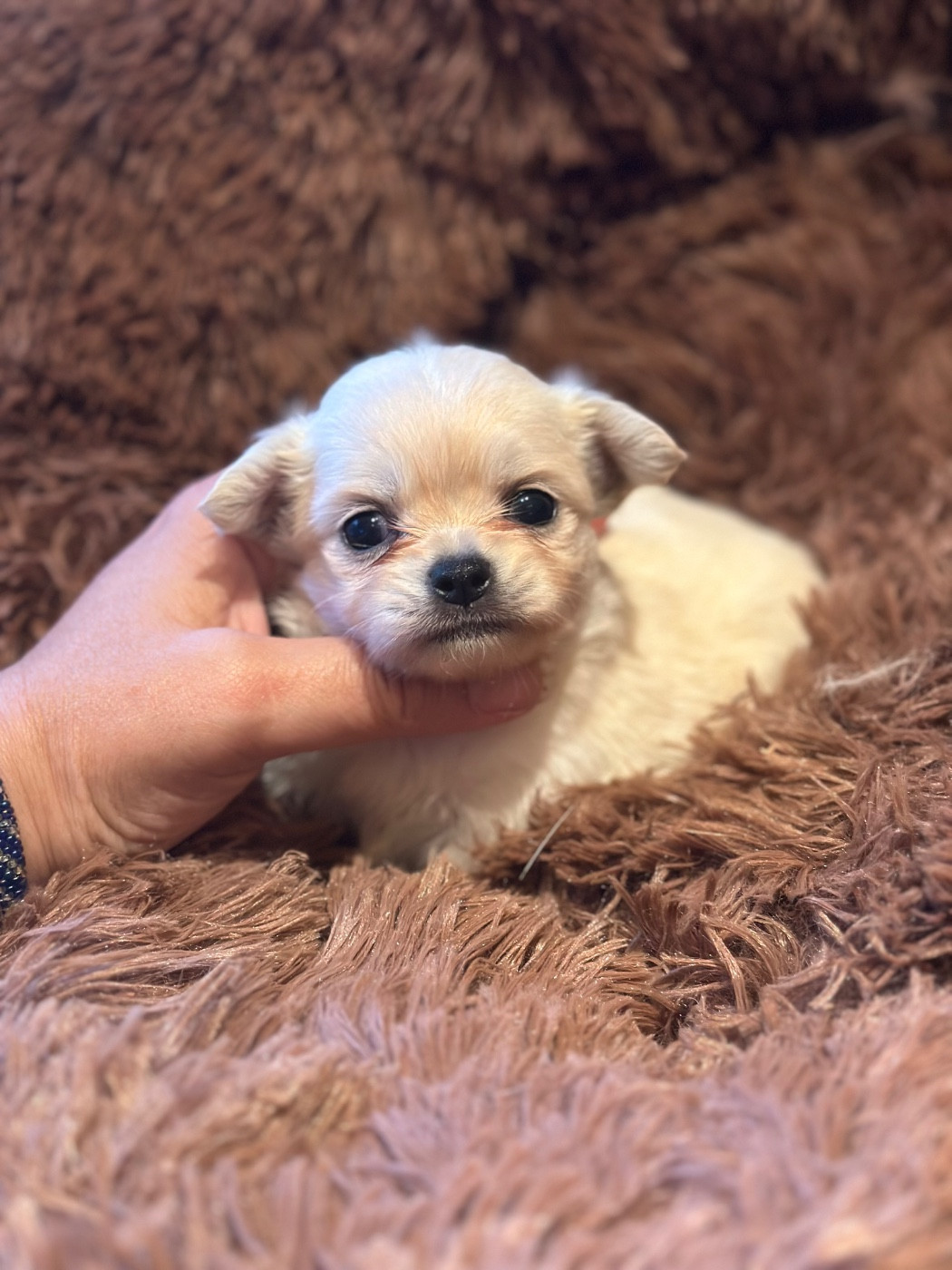 Des lianes de mysore - Chiots disponibles - Chihuahua