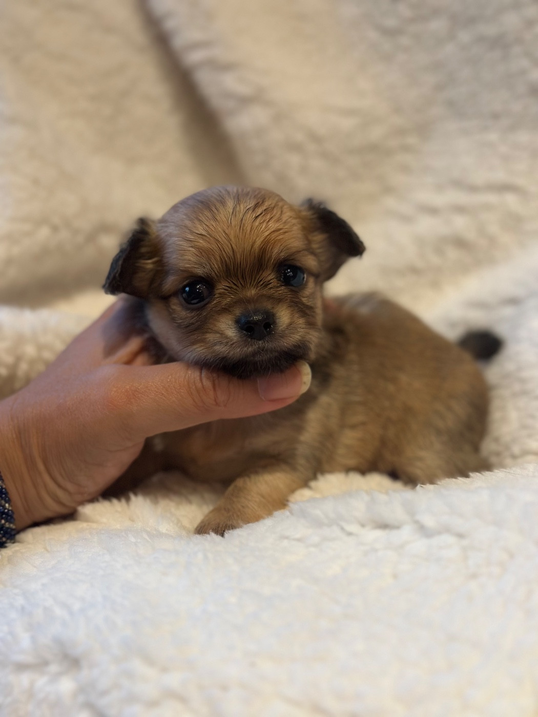 Des lianes de mysore - Chiots disponibles - Chihuahua