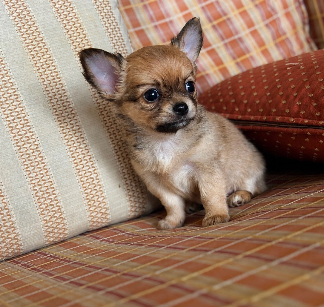 Des lianes de mysore - Chiots disponibles - Chihuahua