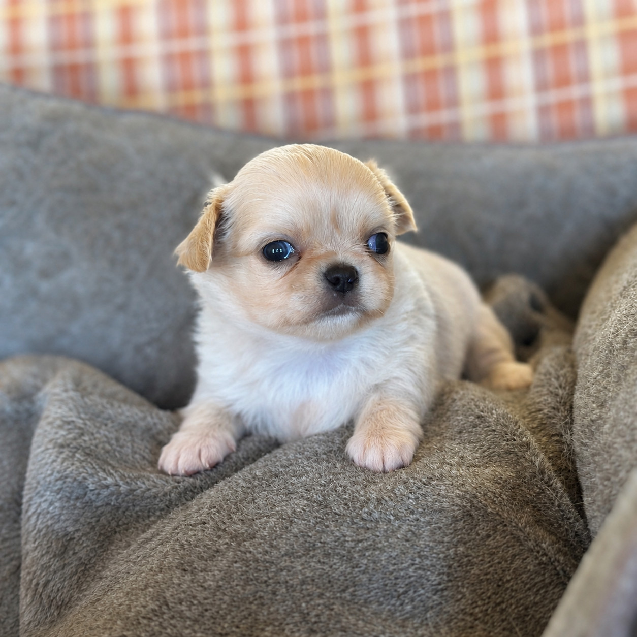 Des lianes de mysore - Chiots disponibles - Chihuahua