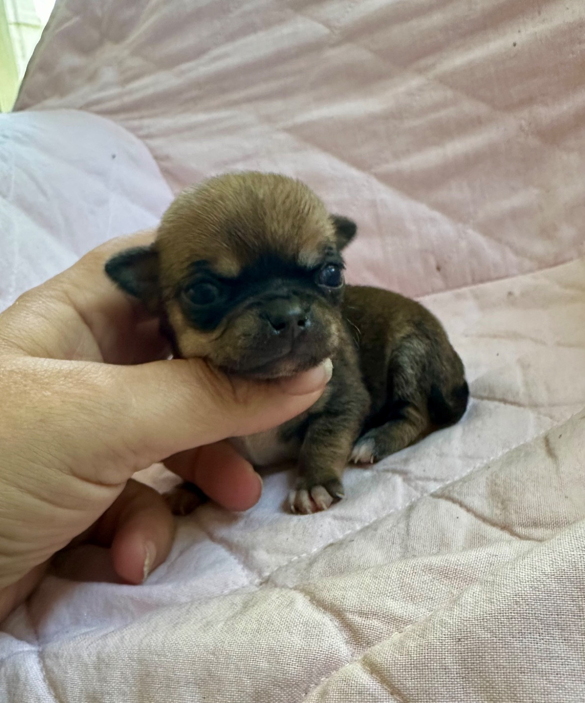 Des lianes de mysore - Chiots disponibles - Chihuahua