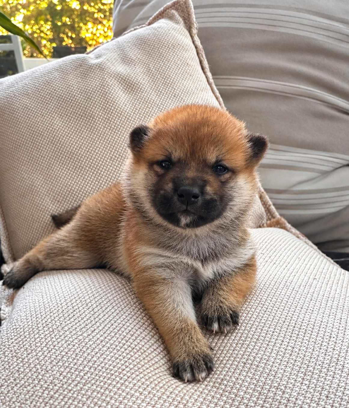 Des lianes de mysore - Chiots disponibles - Shiba