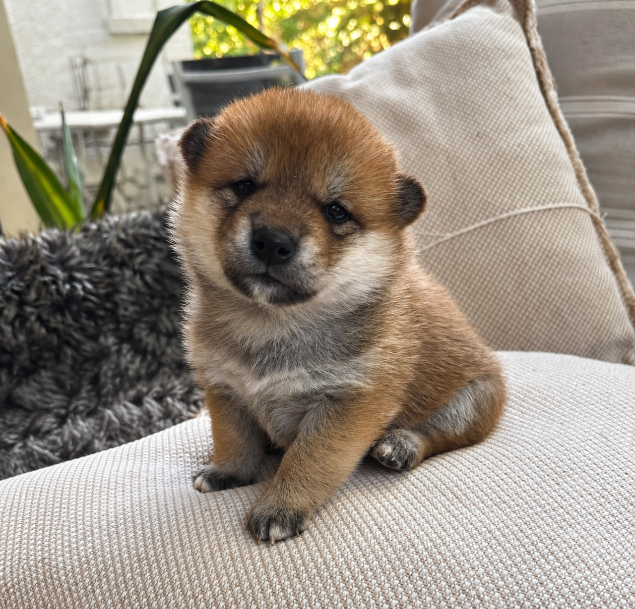 Des lianes de mysore - Chiots disponibles - Shiba