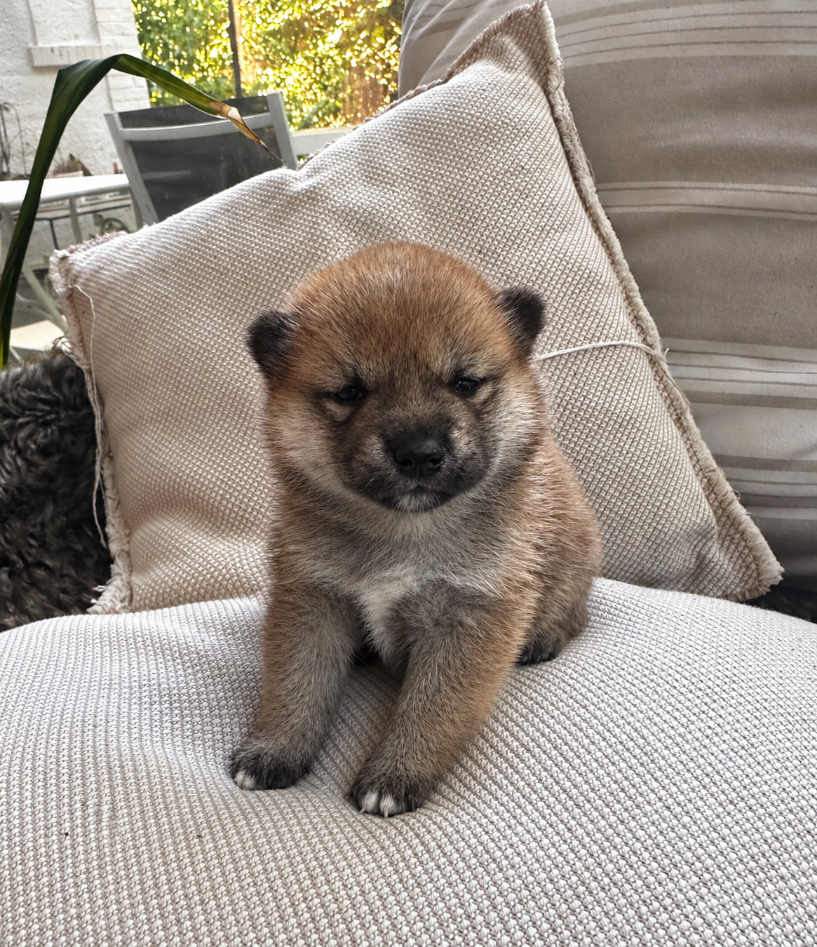 Des lianes de mysore - Chiots disponibles - Shiba