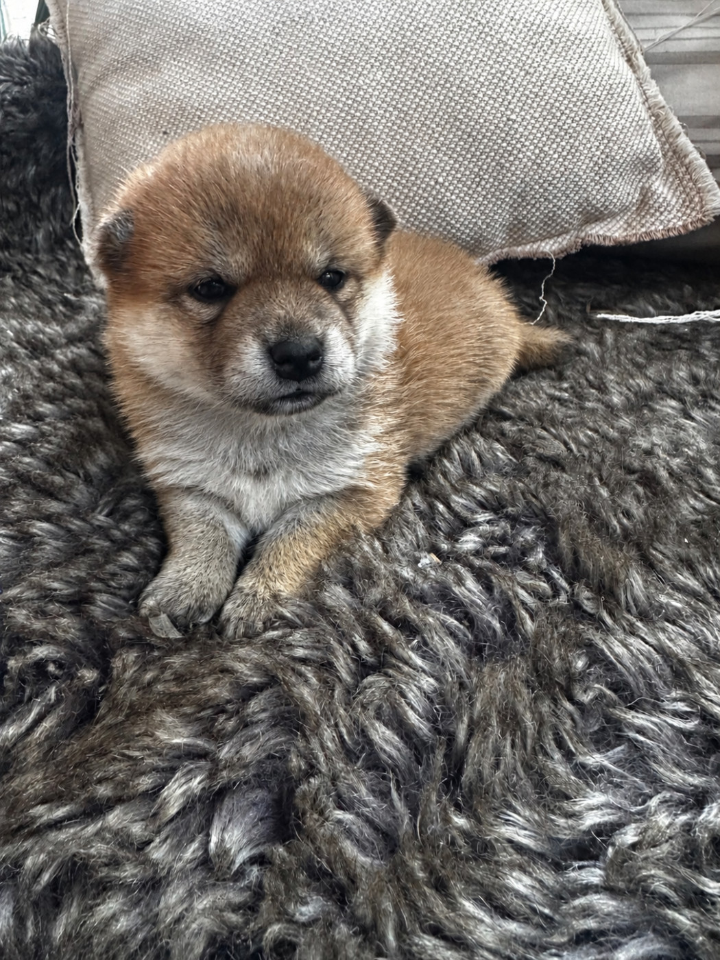 Des lianes de mysore - Chiots disponibles - Shiba