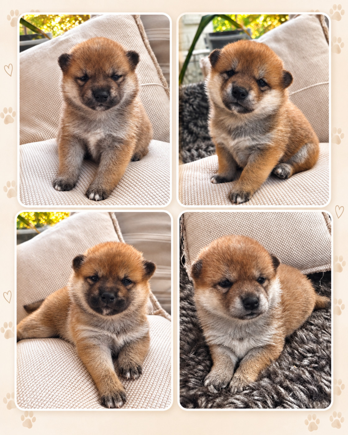 Chiot Shiba Des lianes de mysore