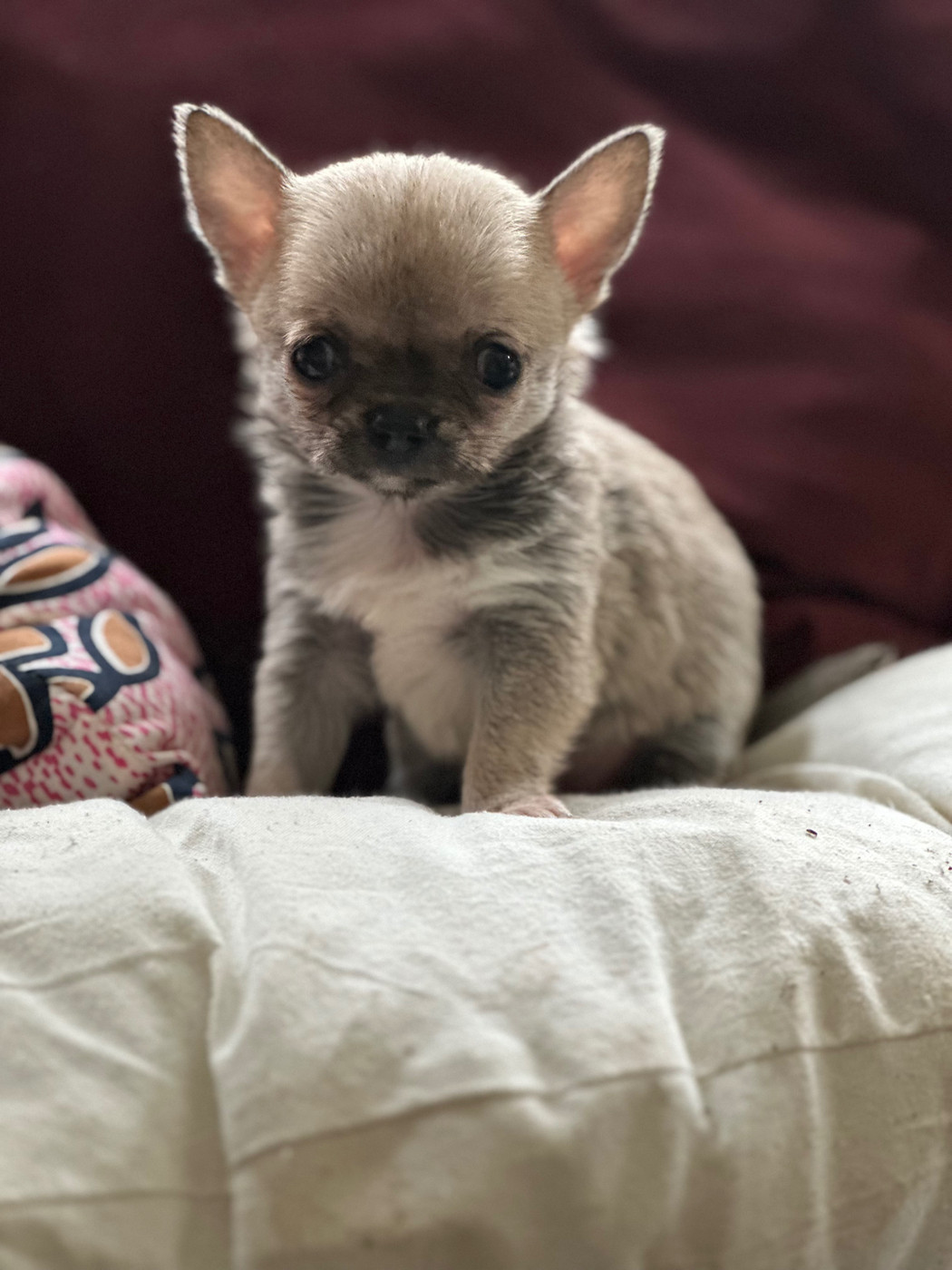 Des lianes de mysore - Chiots disponibles - Chihuahua