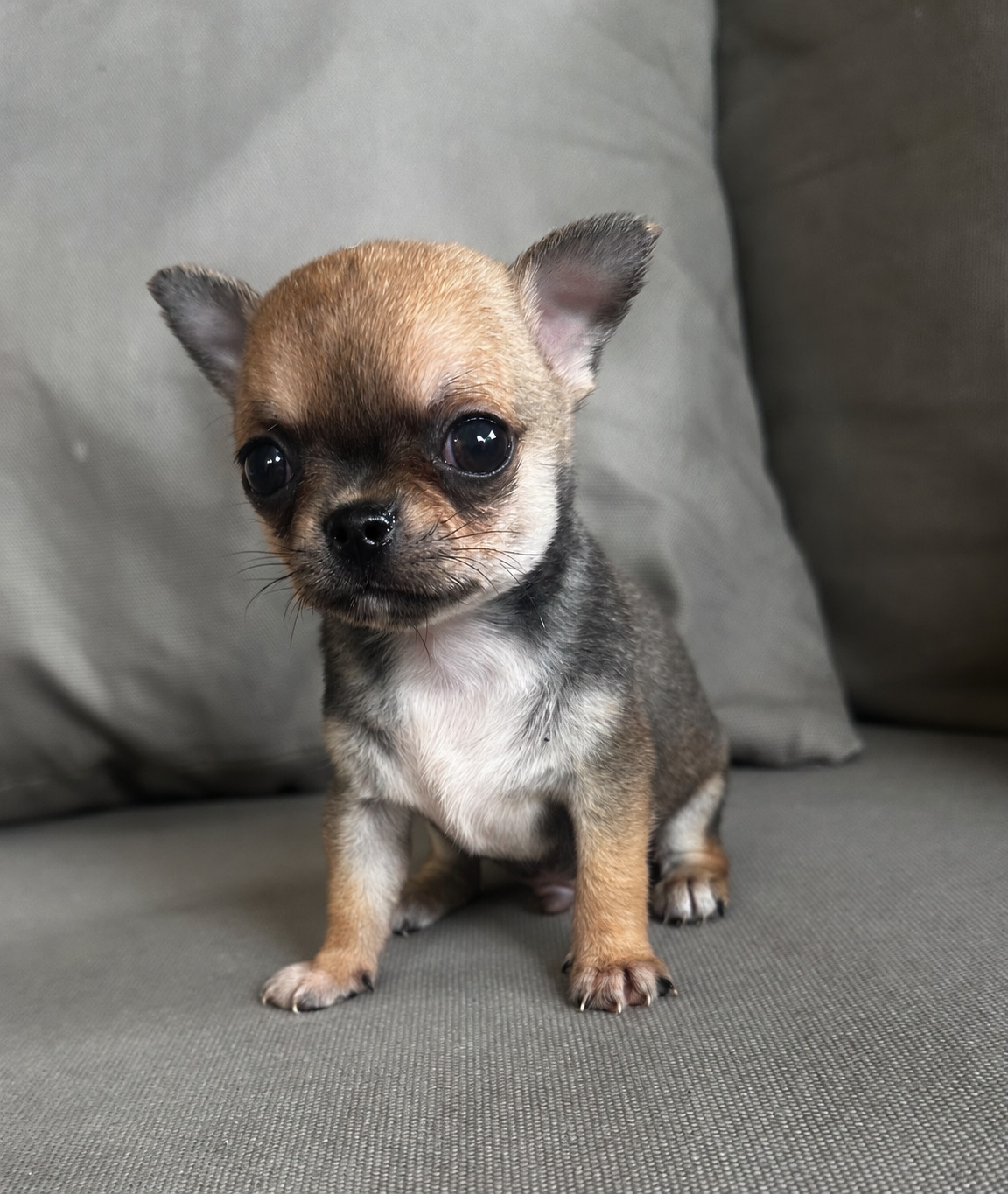 Des lianes de mysore - Chiots disponibles - Chihuahua