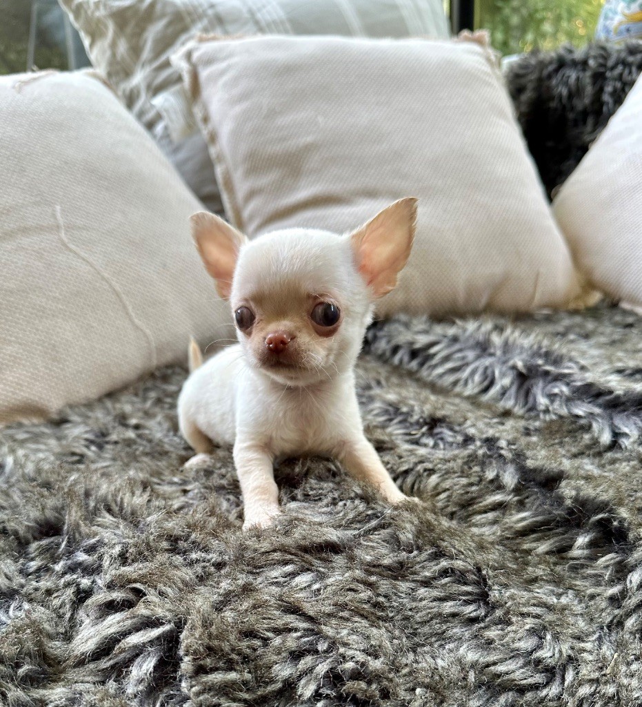 Des lianes de mysore - Chiots disponibles - Chihuahua