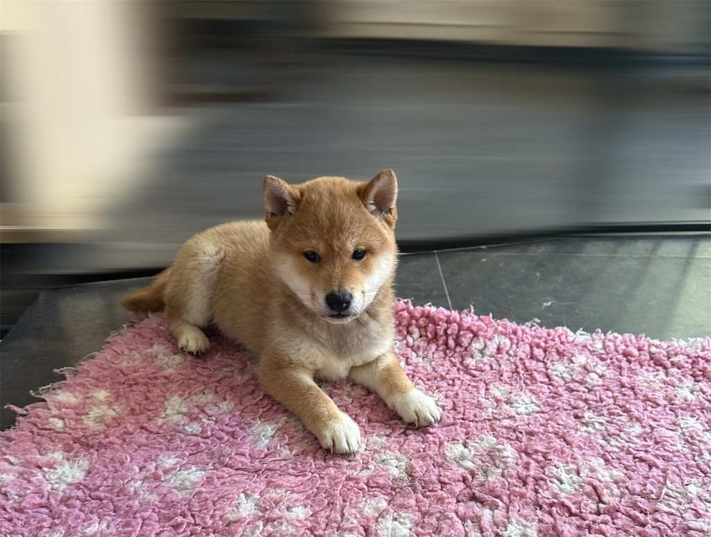 Des lianes de mysore - Chiots disponibles - Shiba