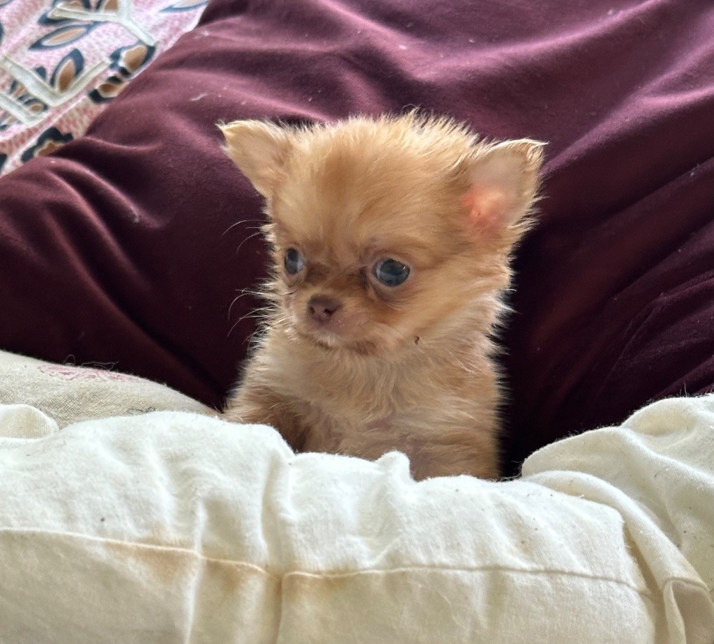 Des lianes de mysore - Chiots disponibles - Chihuahua