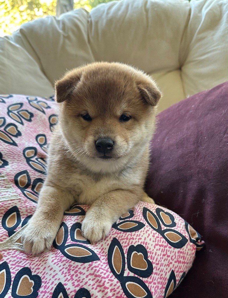 Des lianes de mysore - Chiots disponibles - Shiba