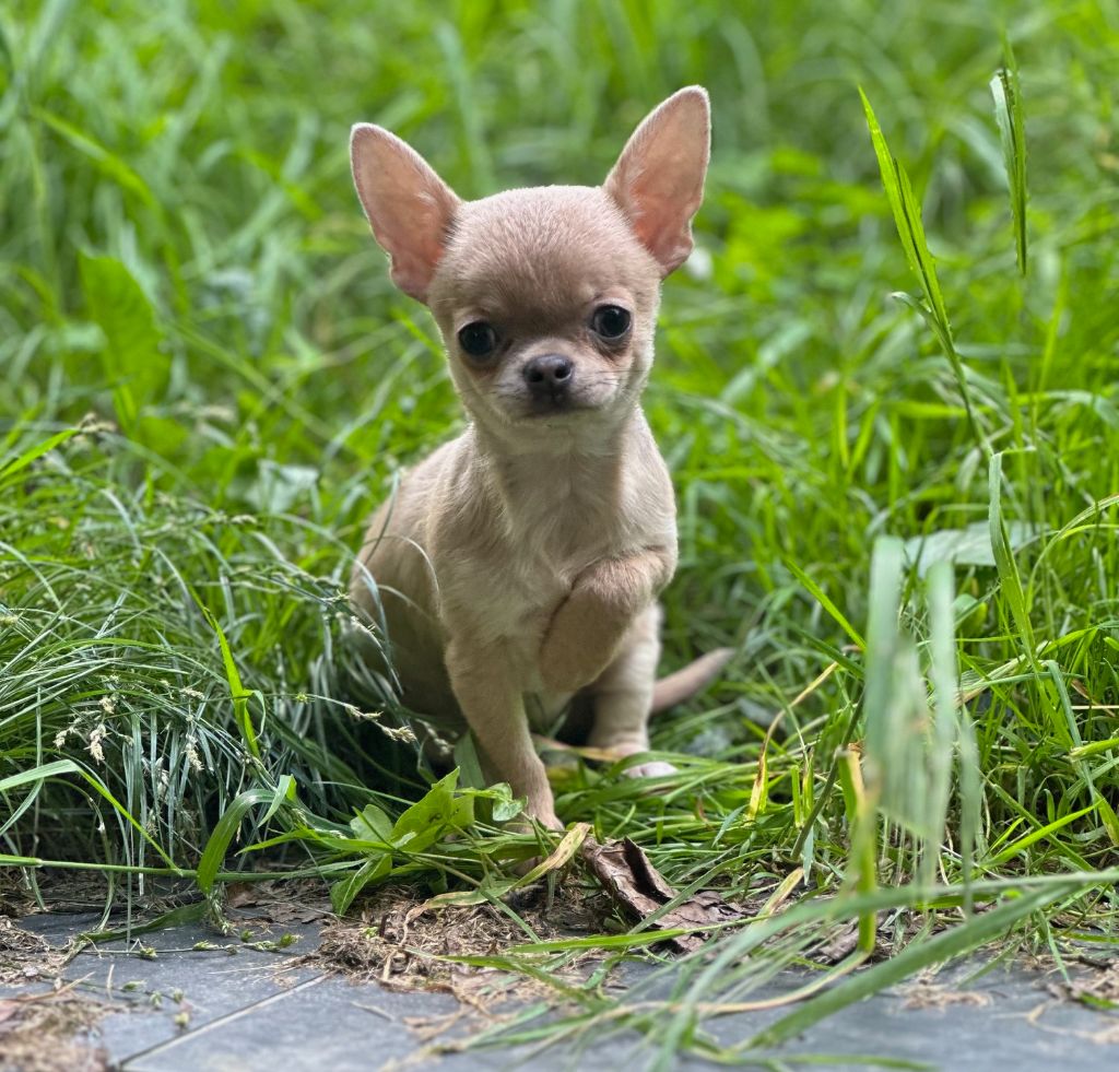 Des lianes de mysore - Chiots disponibles - Chihuahua
