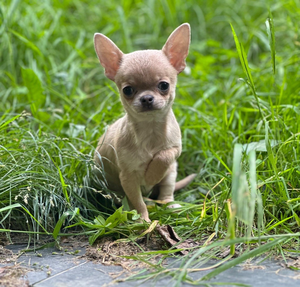 Chiot Chihuahua Des lianes de mysore