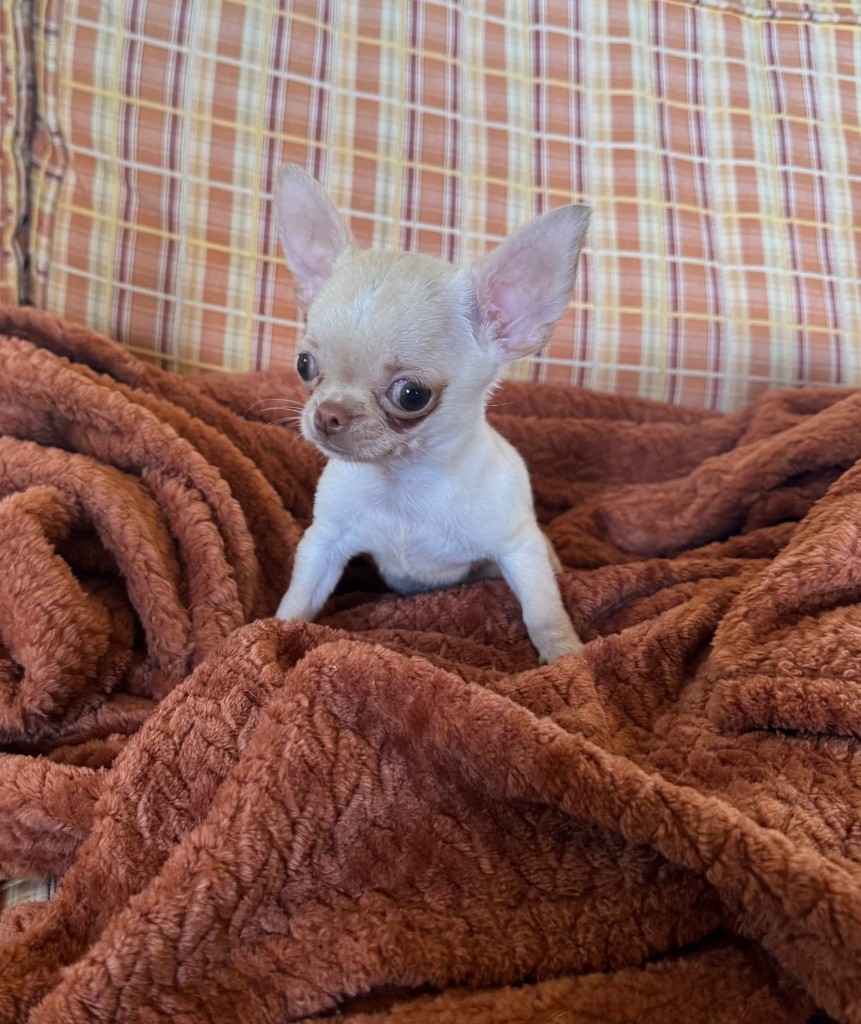 Des lianes de mysore - Chiots disponibles - Chihuahua